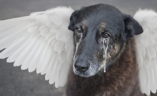 Caso Orelha expõe feridas invisíveis: violência contra animais deixa marcas profundas na saúde mental da sociedade O Cão Orelha