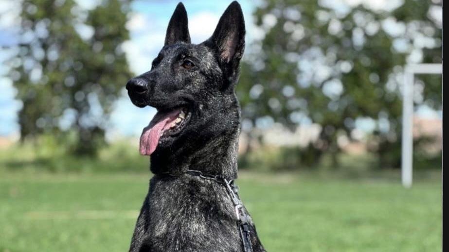 Ciência e desempenho em campo: Projeto Maxx Atleta Dogs Projeto Maxx Atleta Dogs